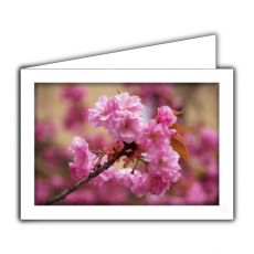 Grußkarte | Japanische Kirschblüte